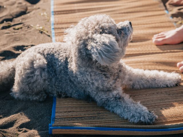 Préparer vos sorties à la plage avec un bon tapis