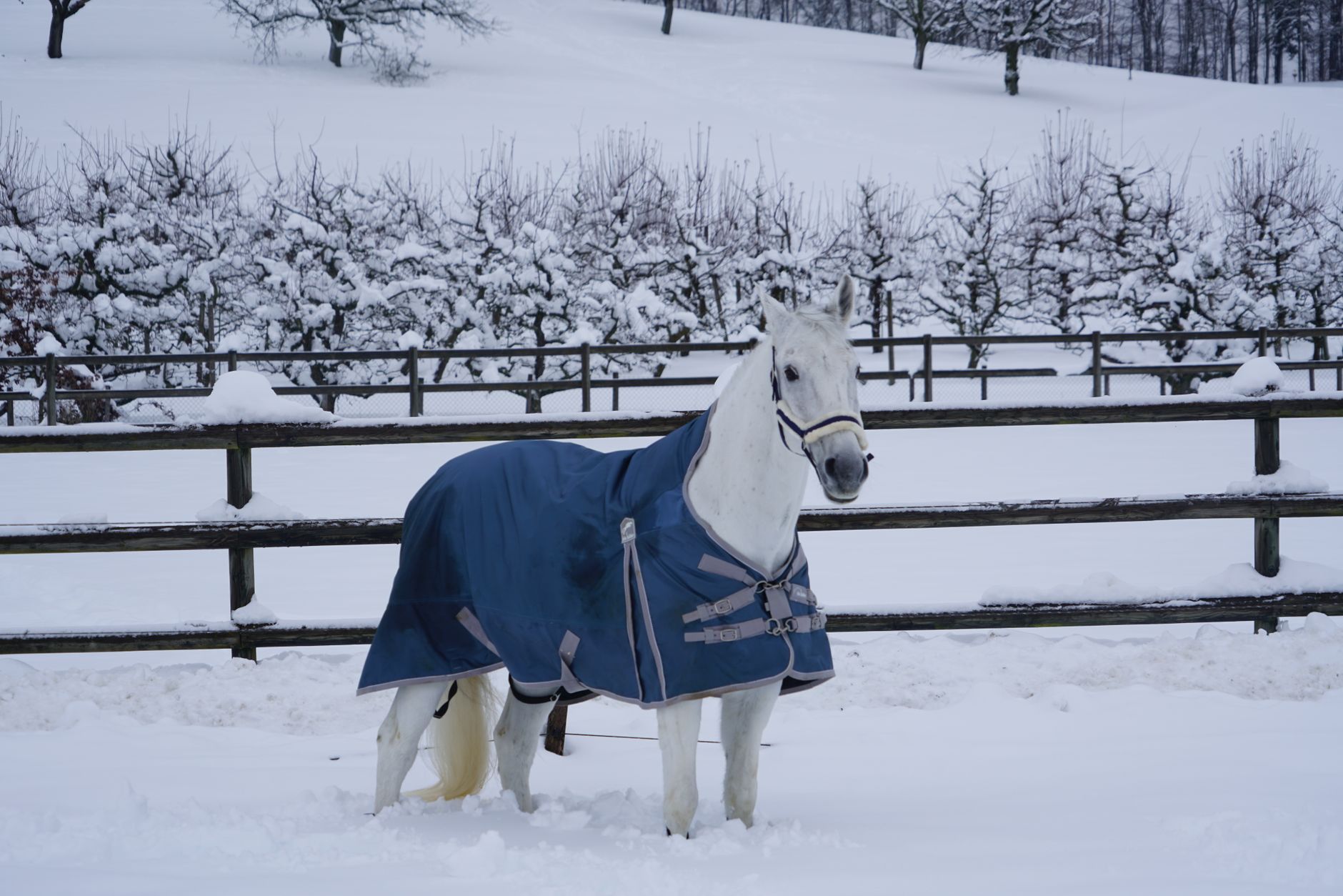 Tapis en laine : l'allié secret pour un hiver chaleureux chez vous